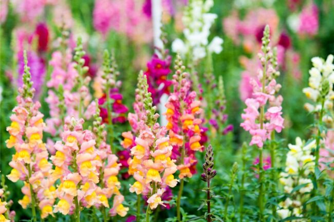 Antirrhinum majus