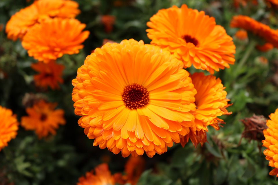 Calendula officinalis