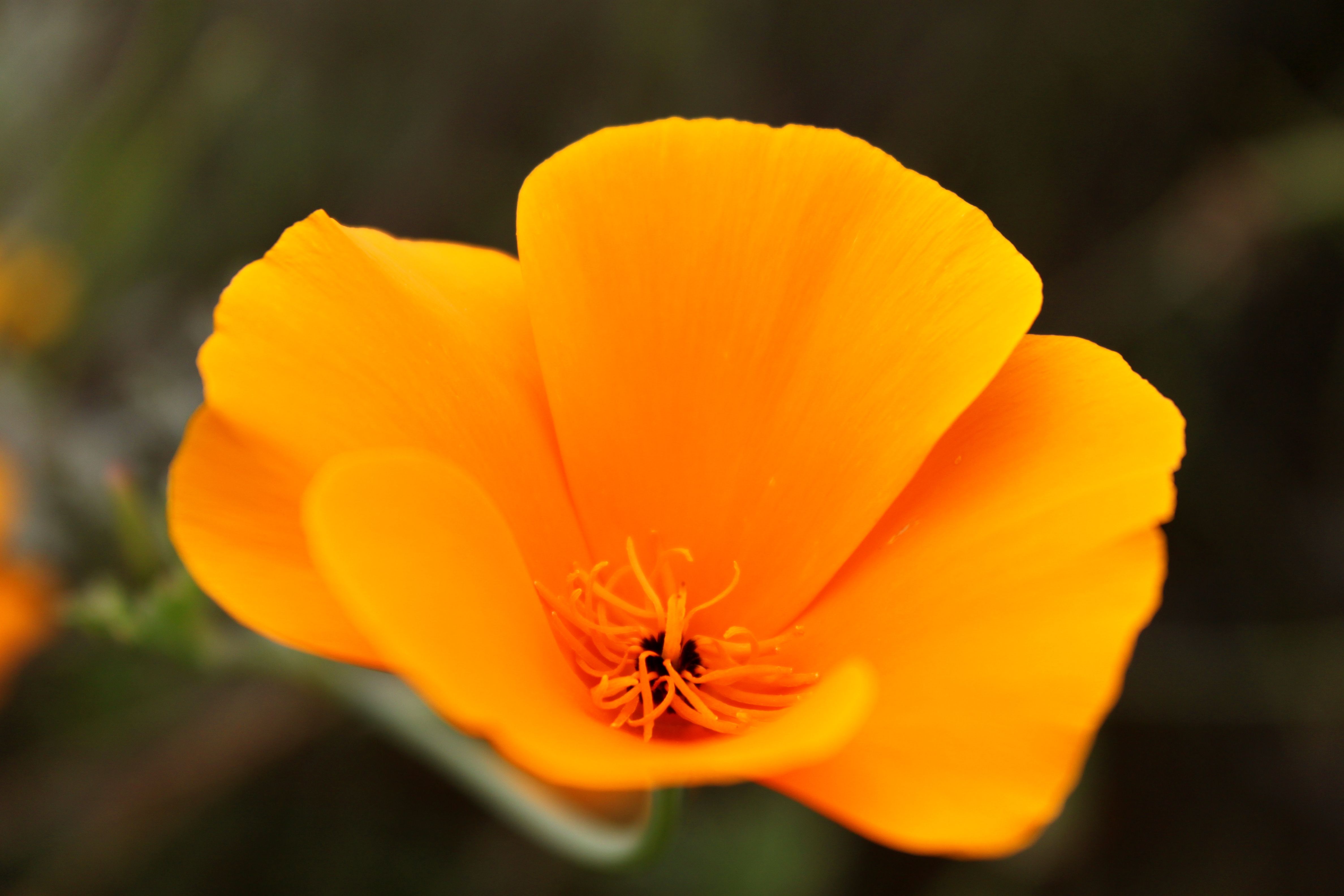 California poppy