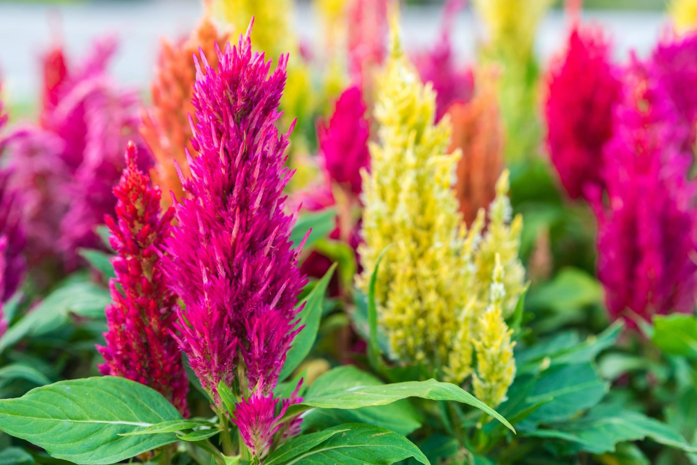 Celosia