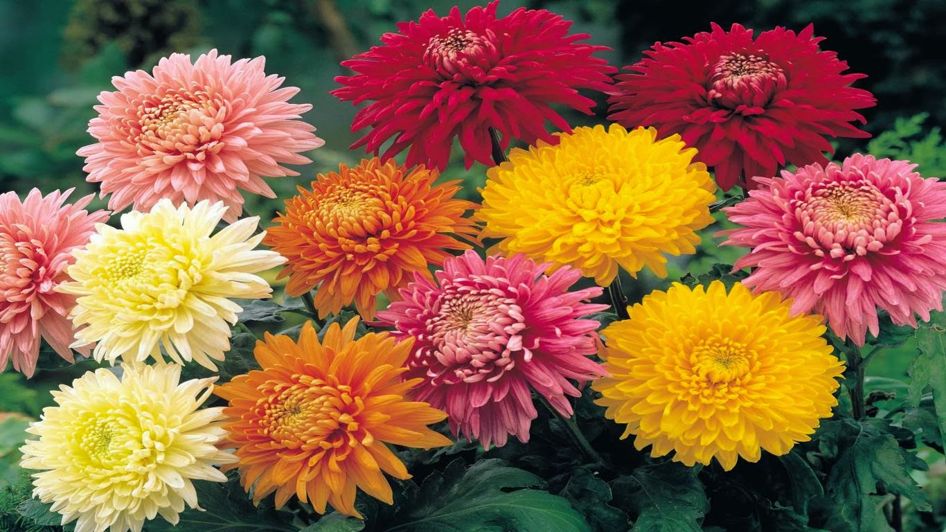 Chrysanthemum 