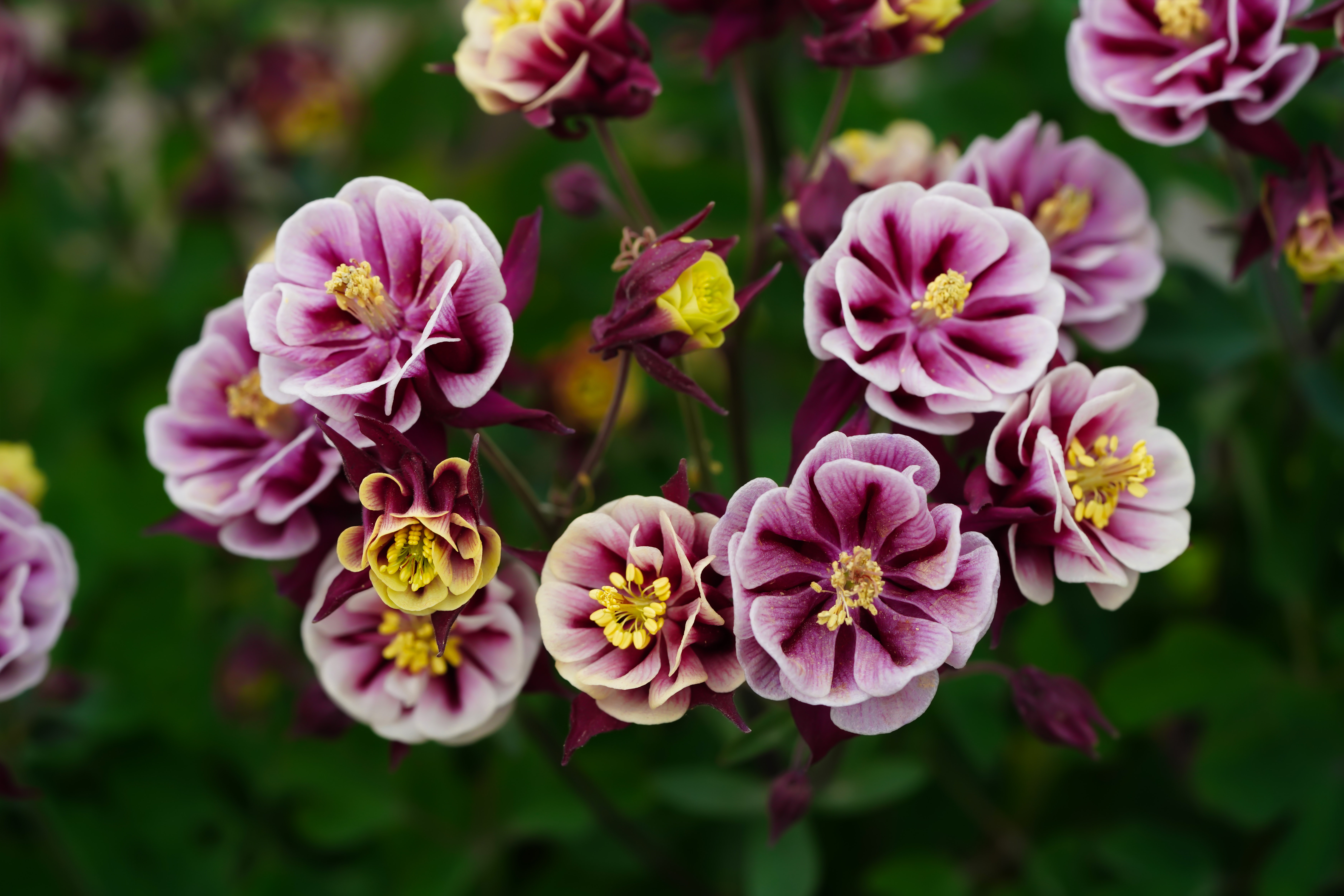 Columbine