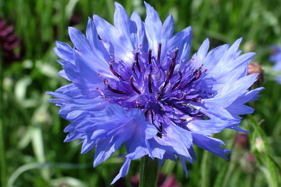 Corn flower