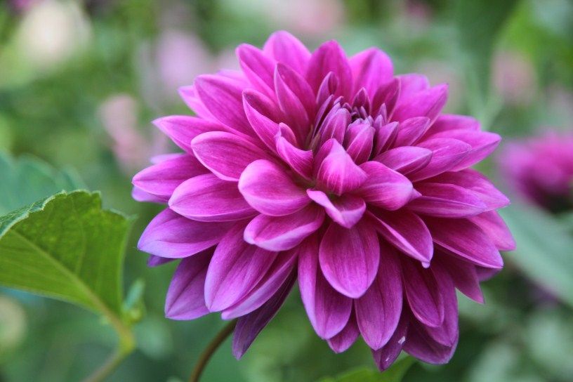 Dahlia