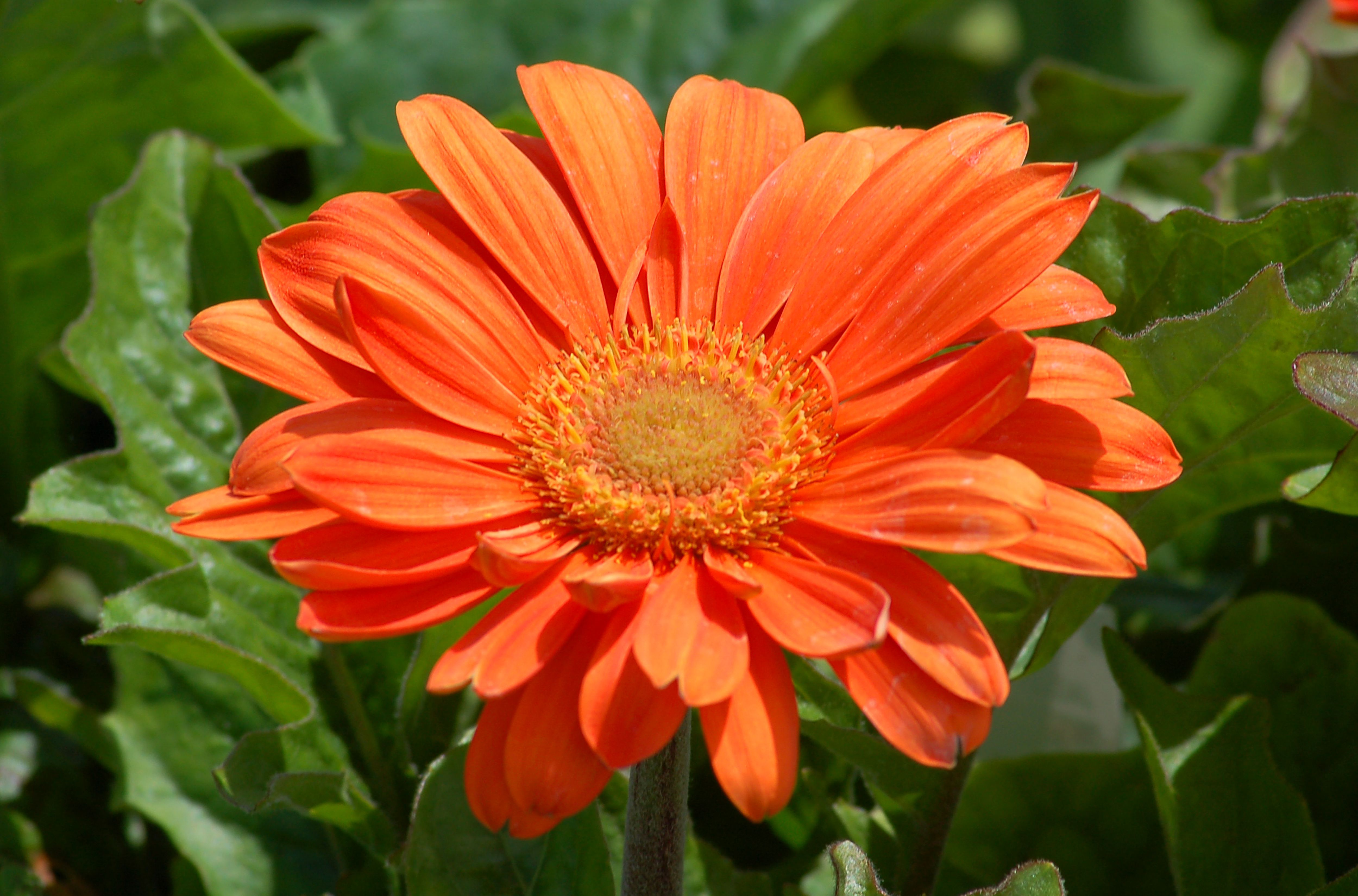 Daisy