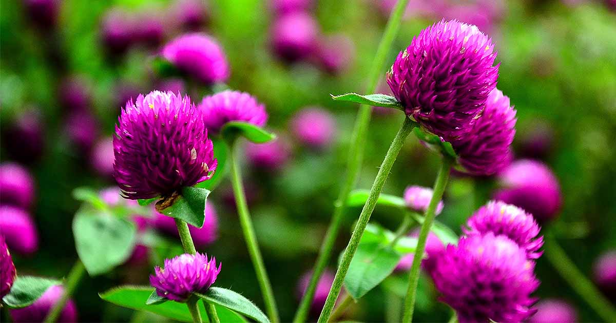 Globe amaranth