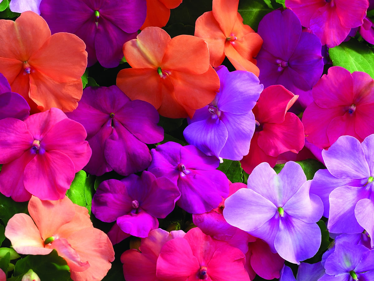 Impatiens