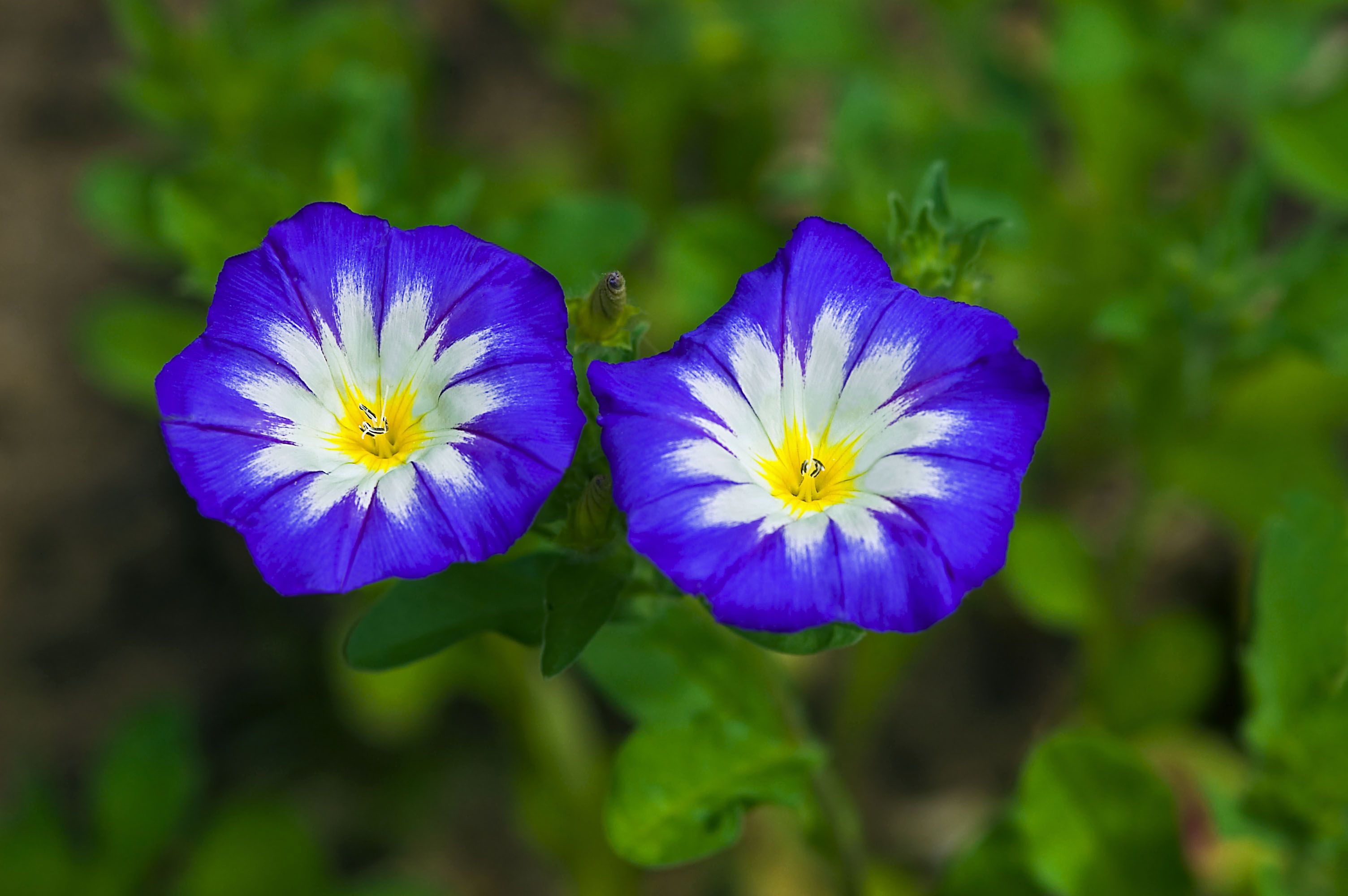 Ipomoea Tricolor