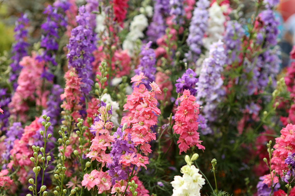 Larkspur