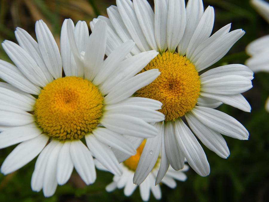 Leucanthemum