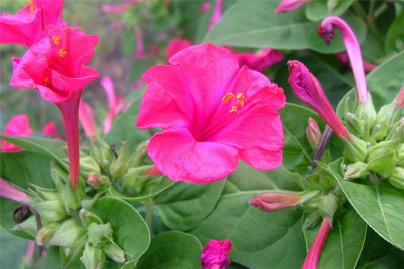 Mirabilis jalapa