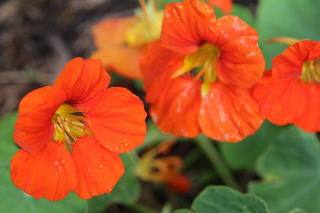 Nasturtium 