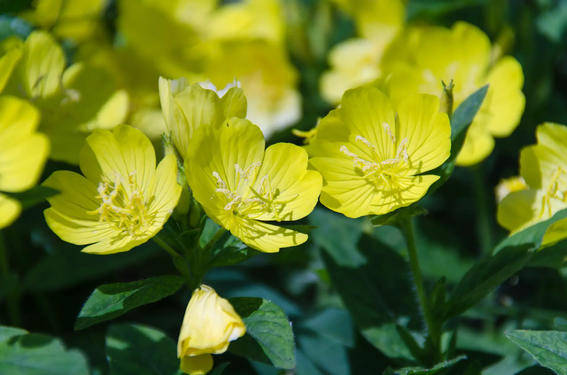 Oenothera