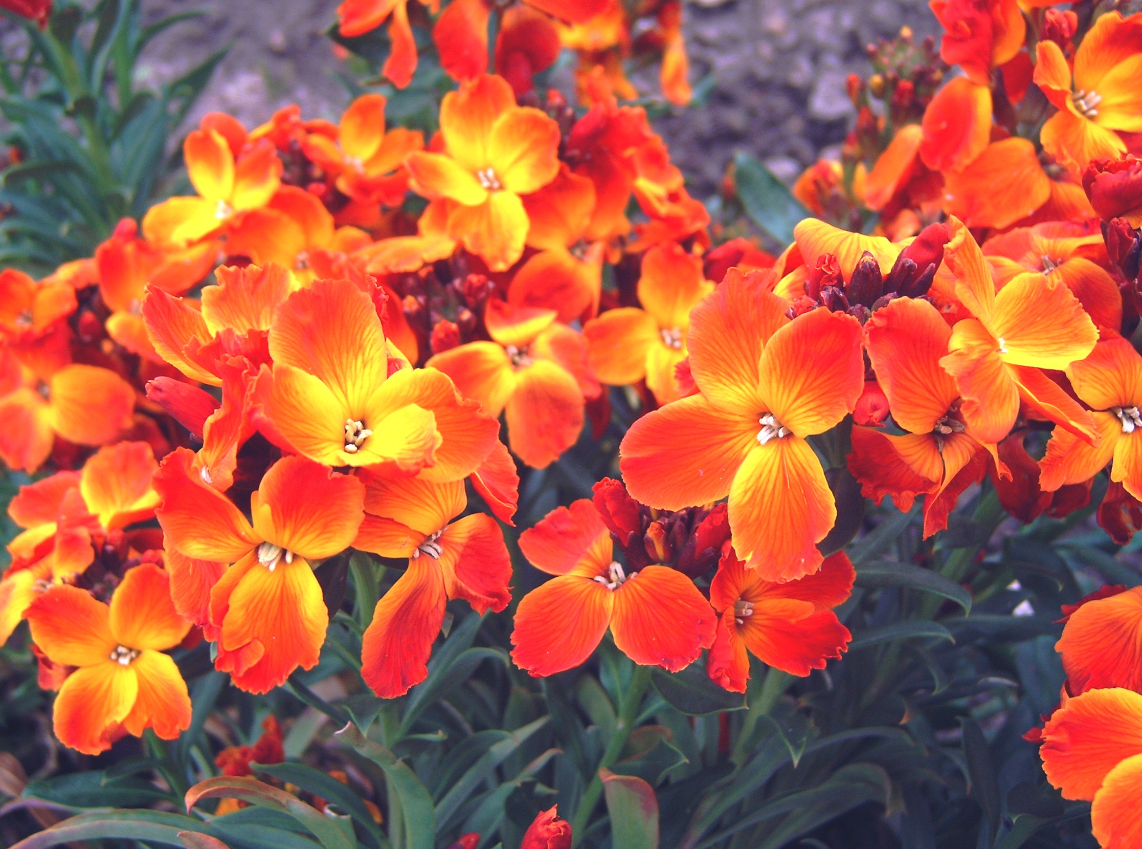 Orange matthiola