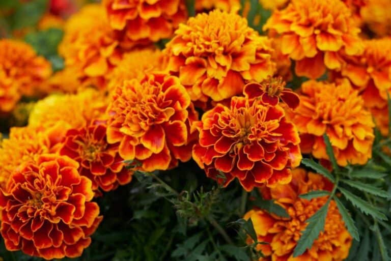 Orange tagetes