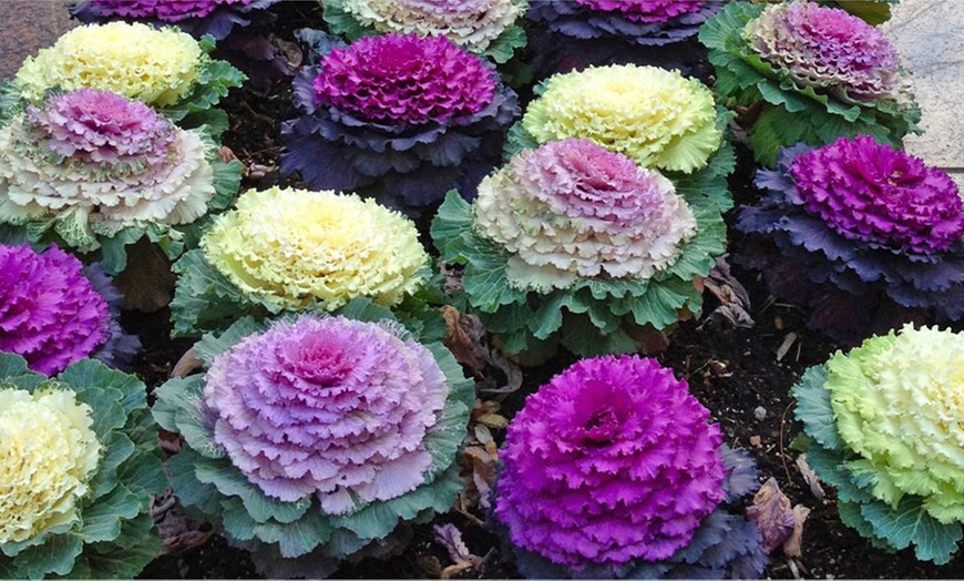 Ornamental cabbage