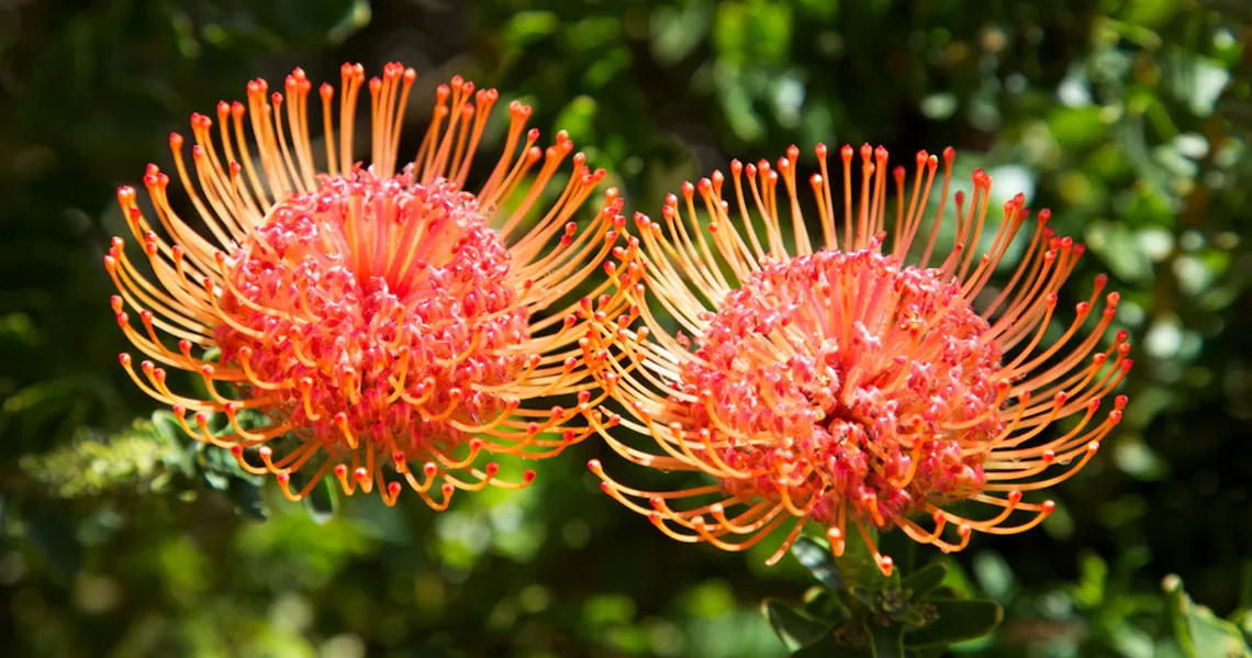 Pincushion