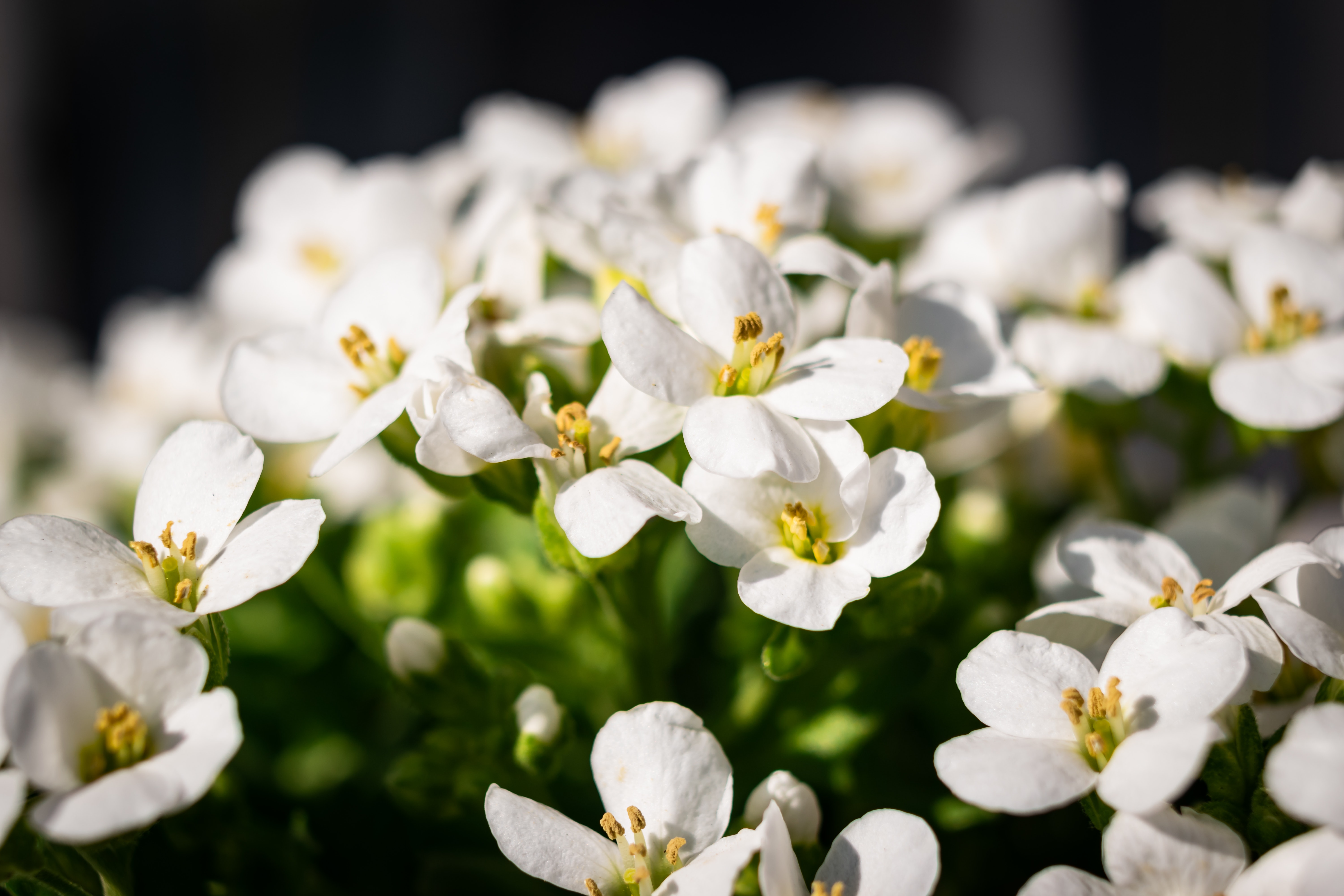 Sweet alyssum