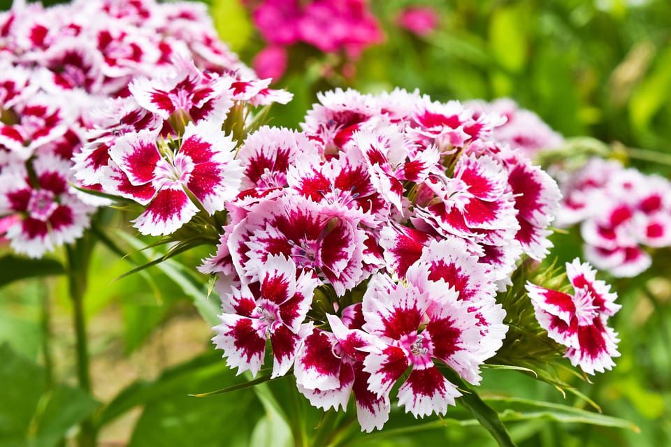 Sweet william