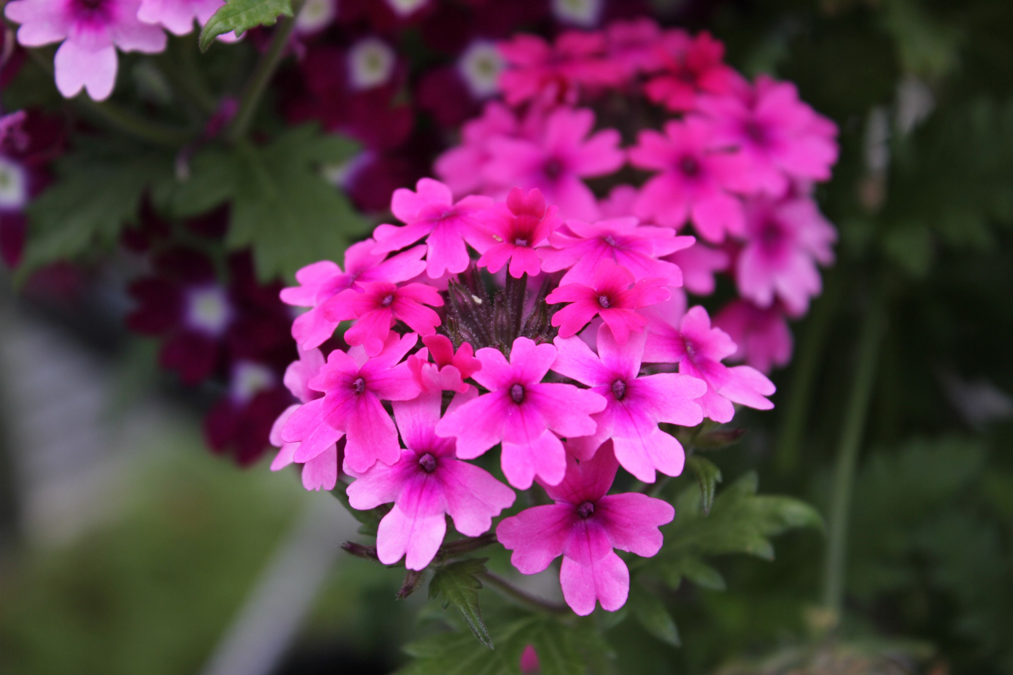 Verbena