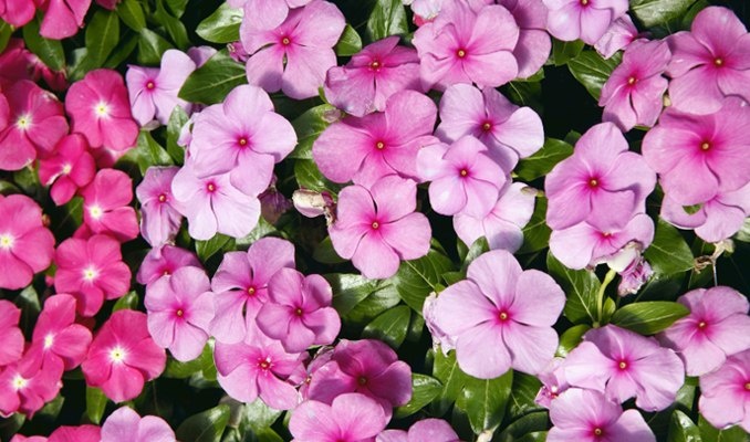 Vinca