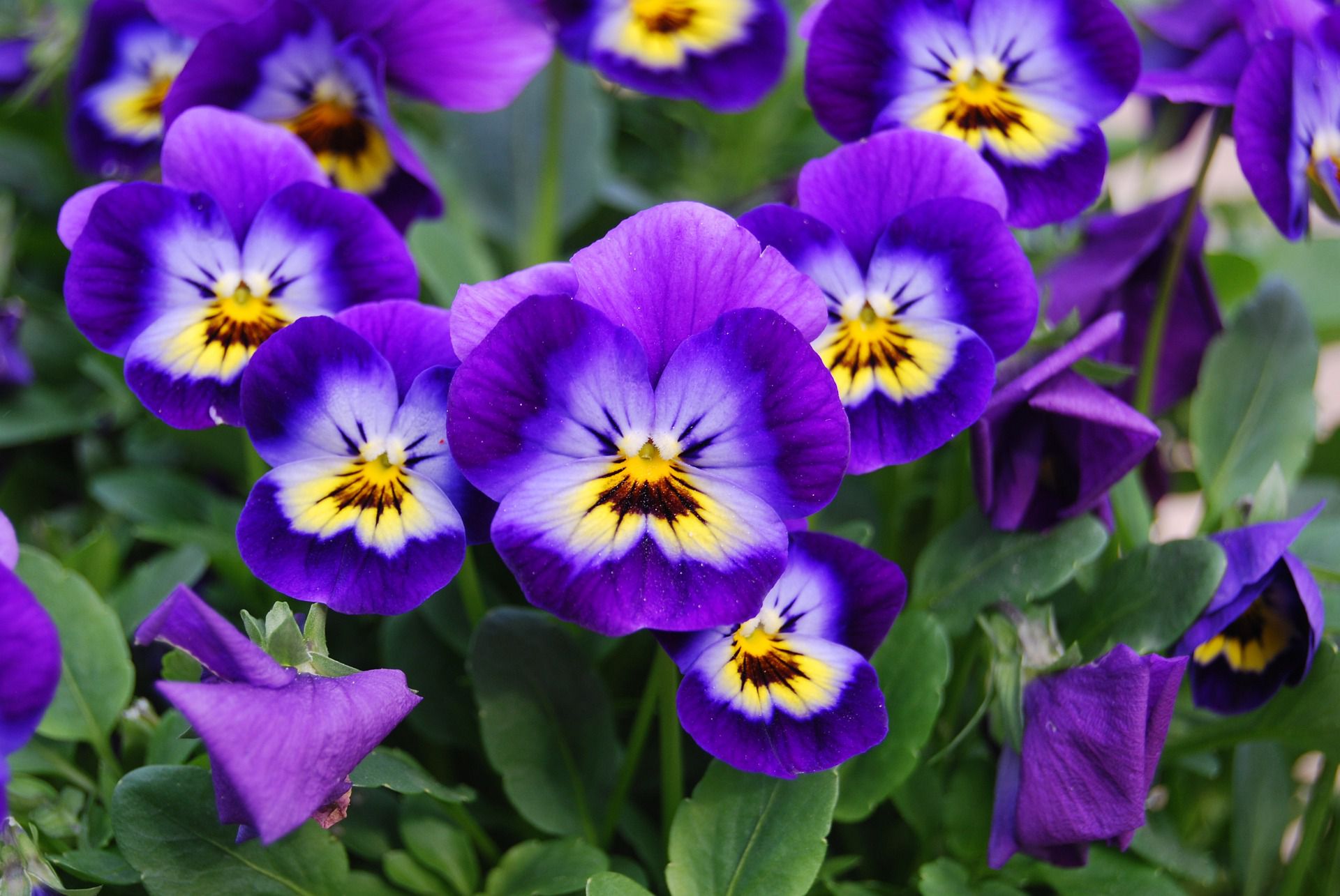 Viola