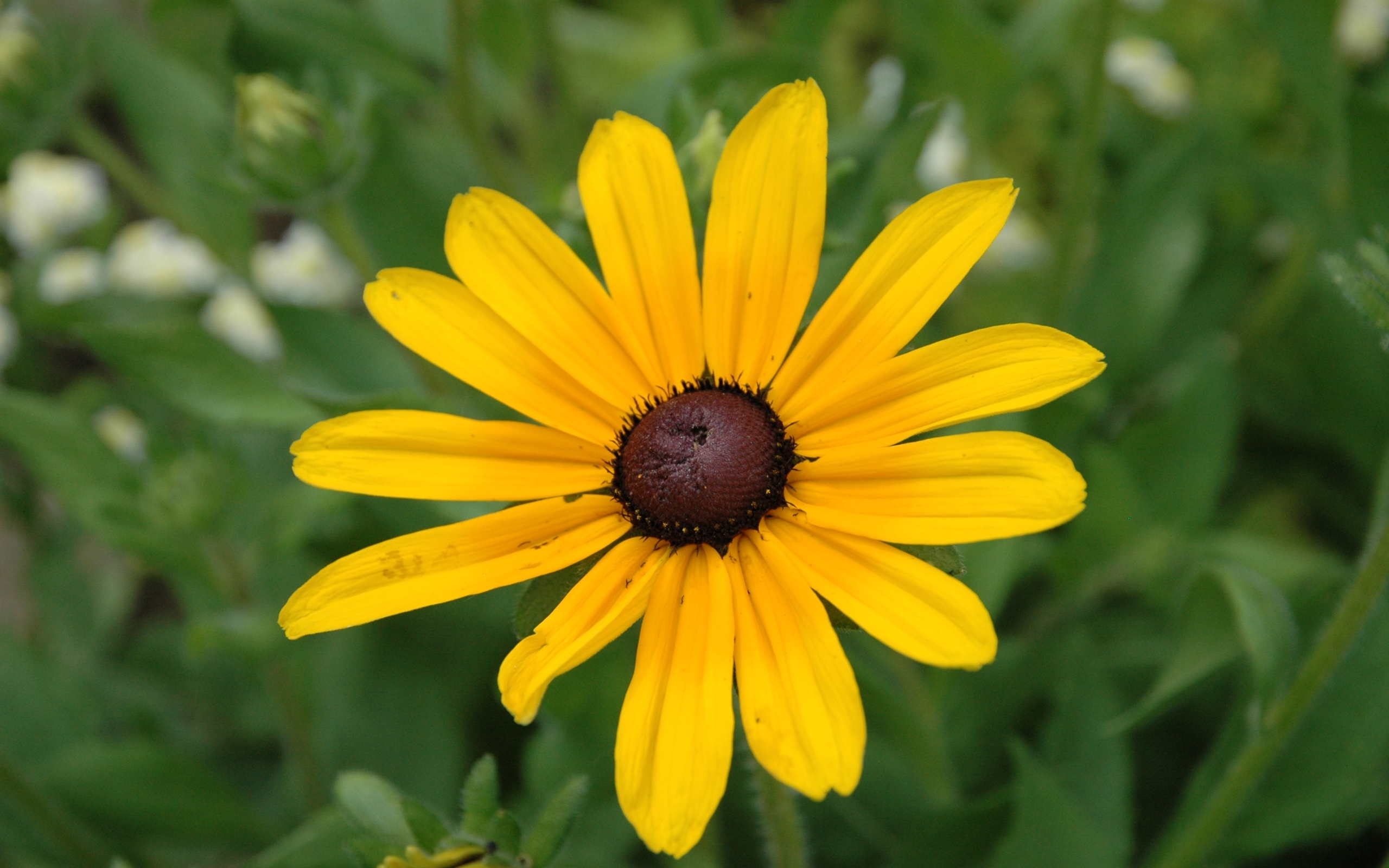 Yellow rudbeckia