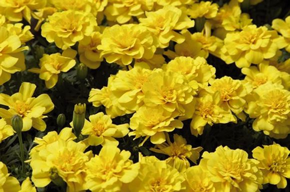 Yellow tagetes