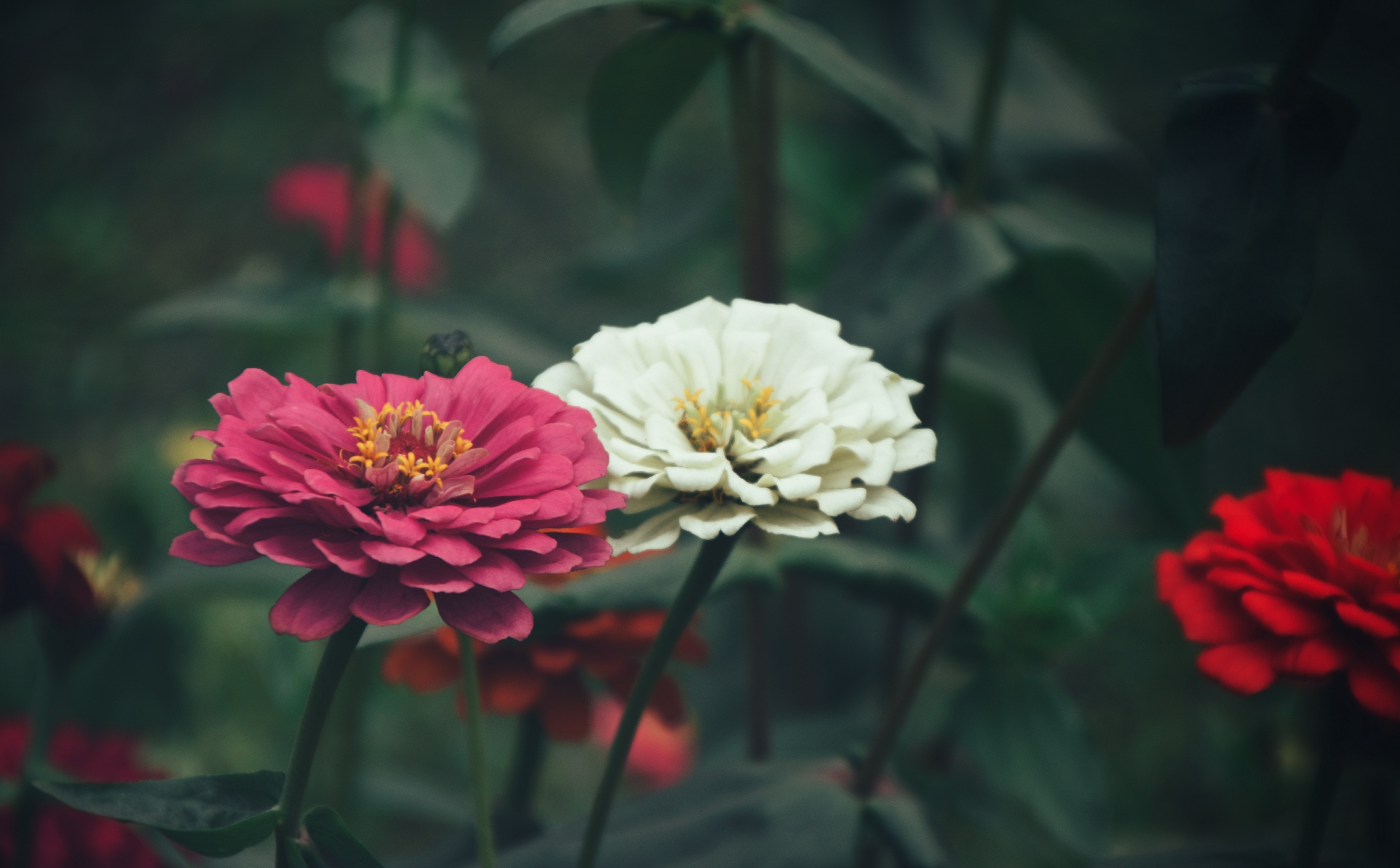 Zinnia