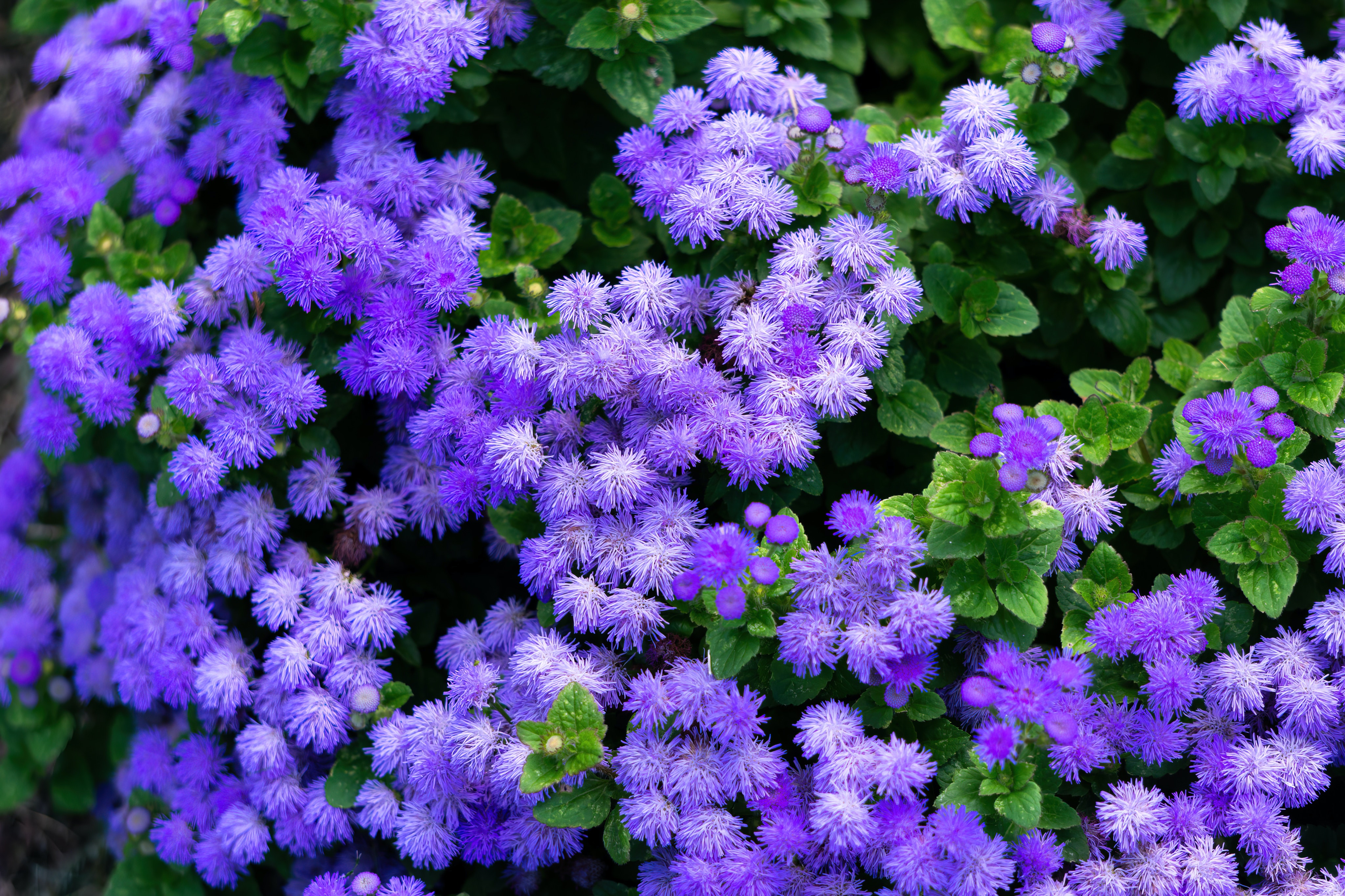 Ageratum