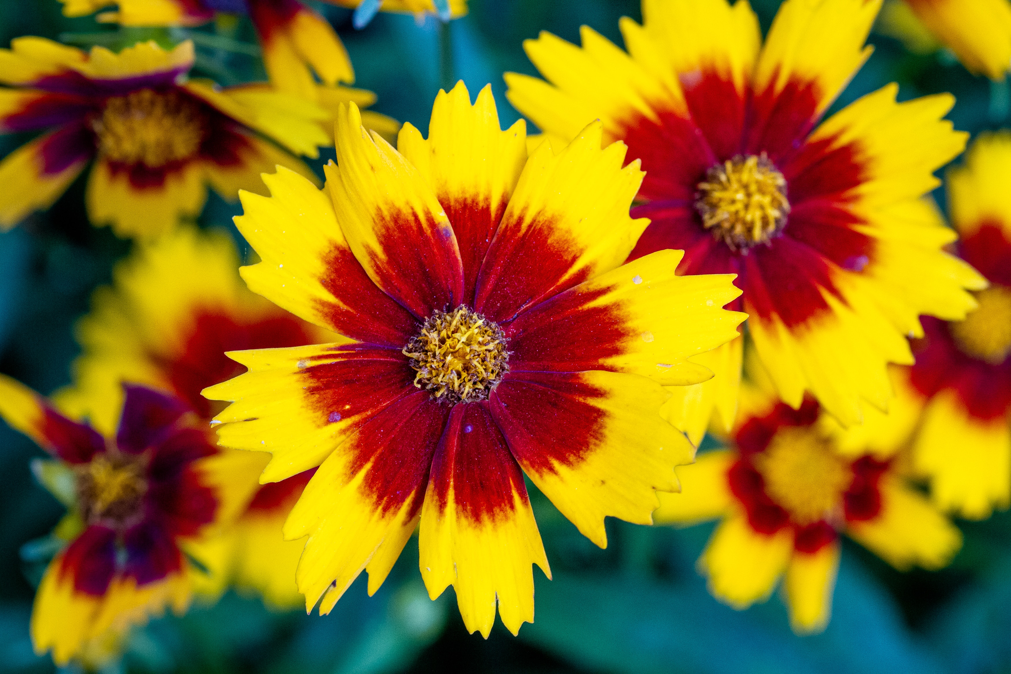 Coreopsis