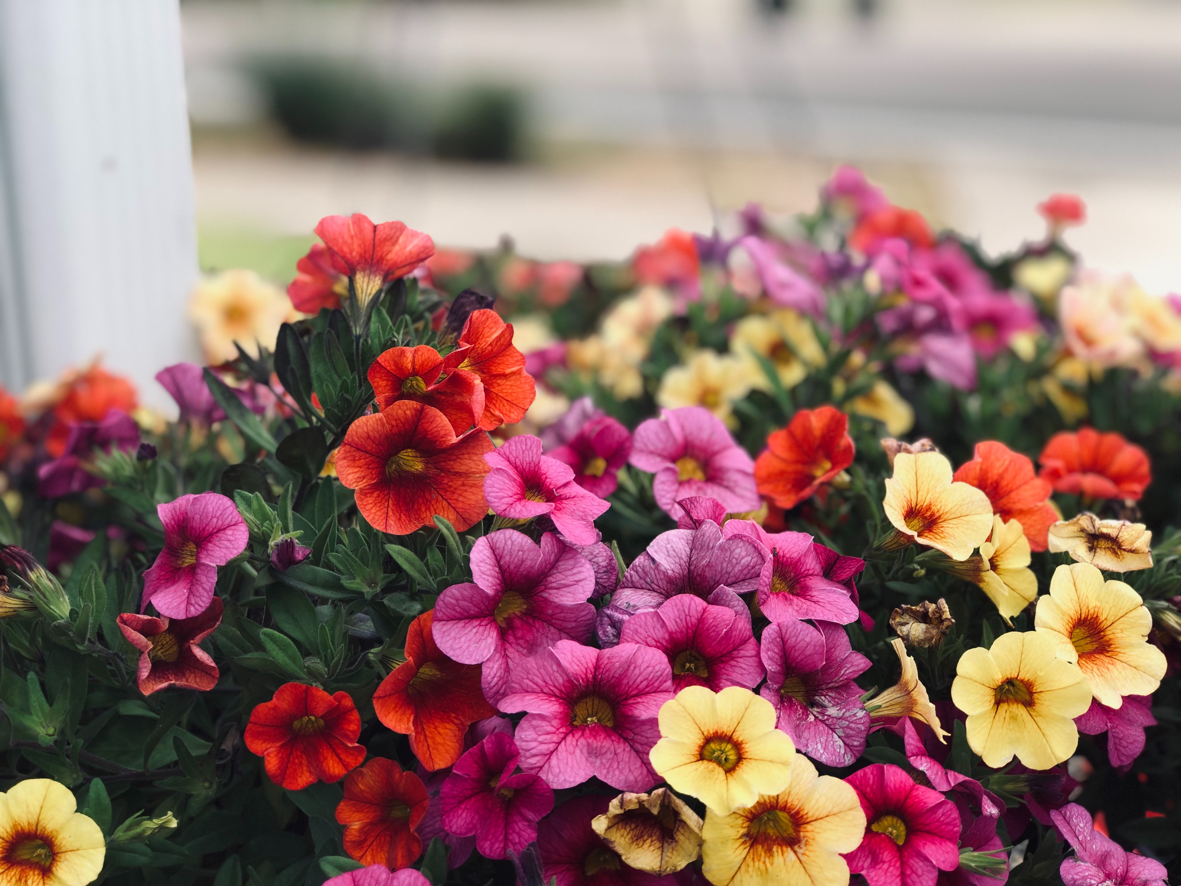 Petunia