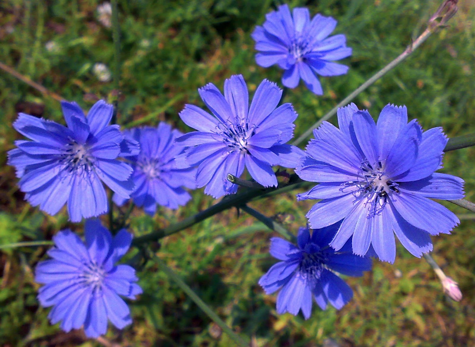 Common chicory 