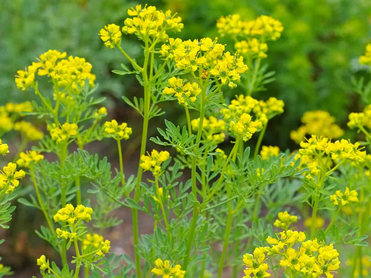 Common Rue 