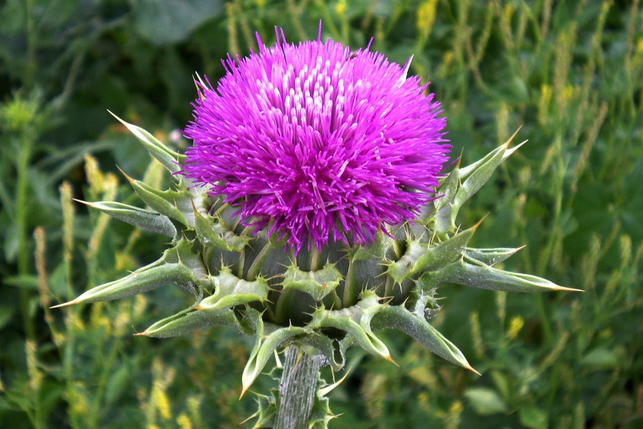 Milk Thistle