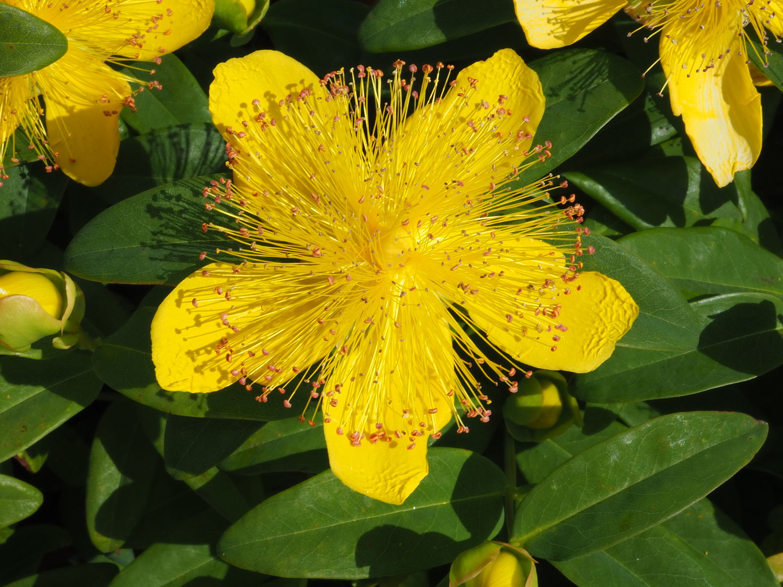 St.johns Wort