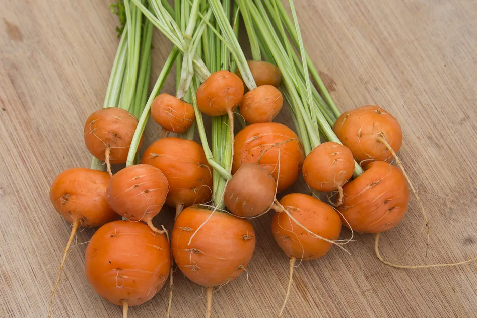 Baby Carrot