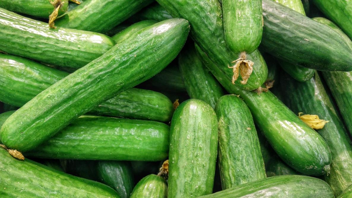 Bush Cucumber