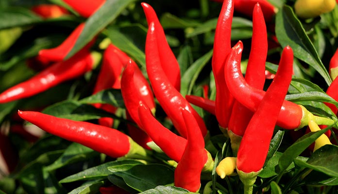 Cayenne Pepper