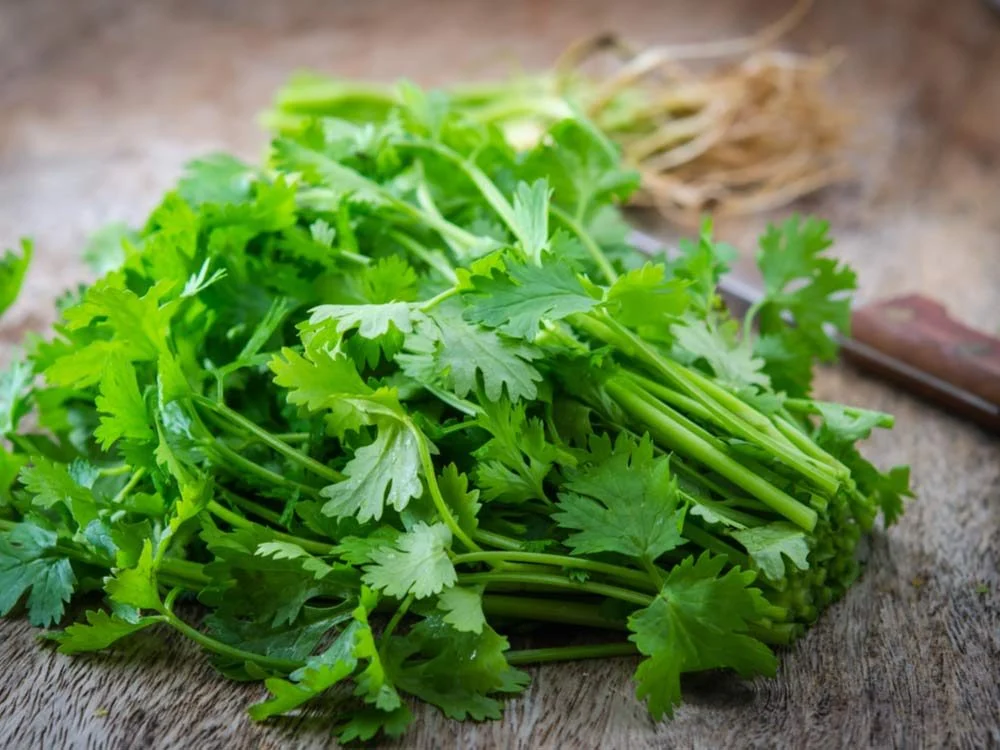 Coriander