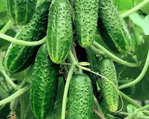 Cucumber Courage F1