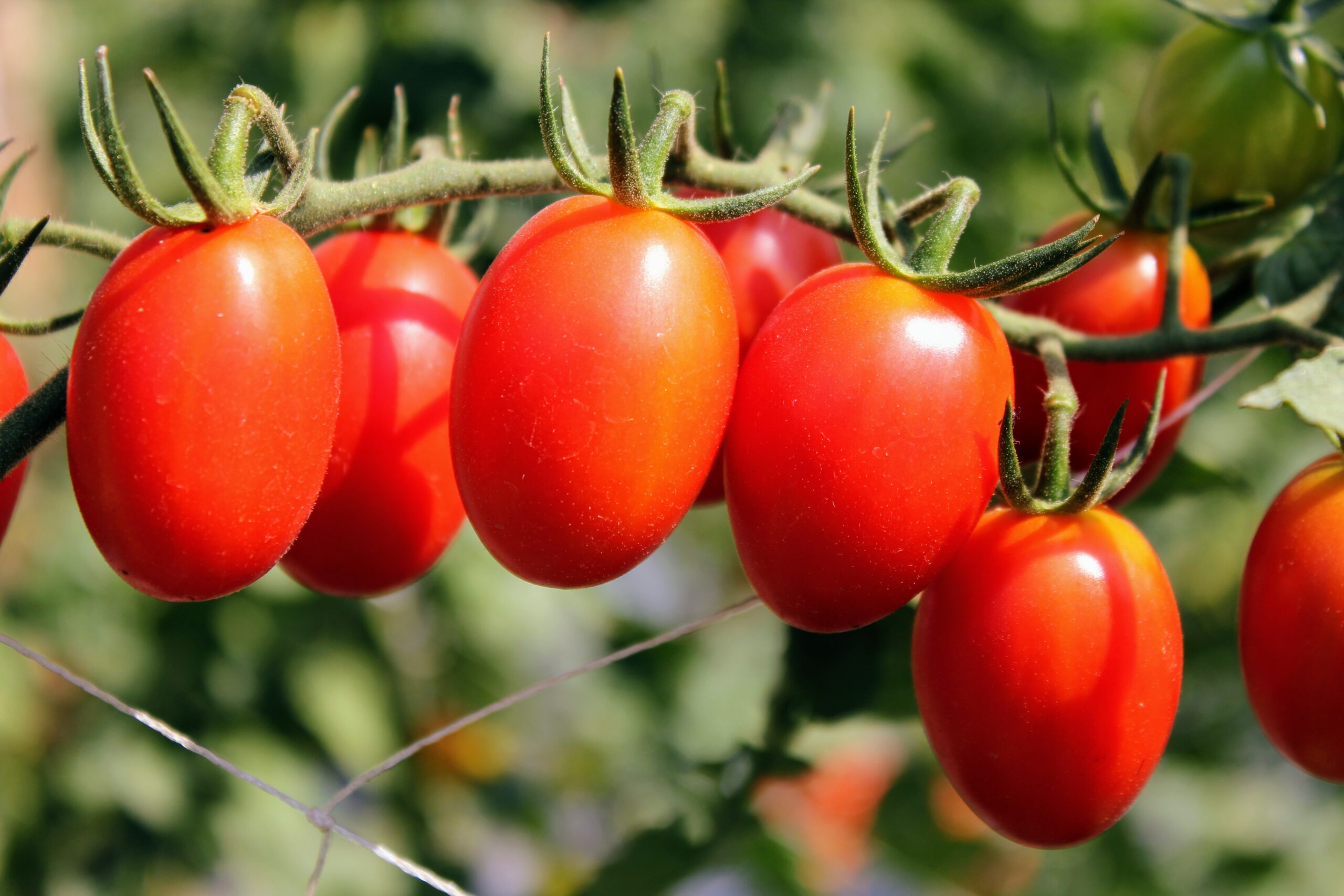 F1 Super Star Tomato
