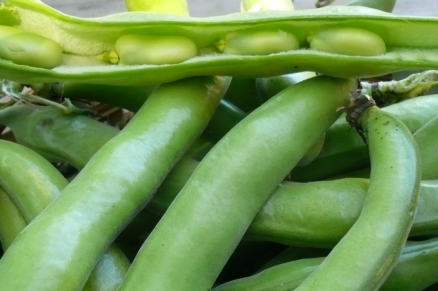 Broad Bean