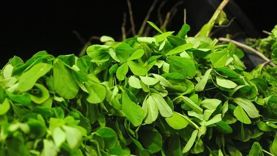 Fenugreek