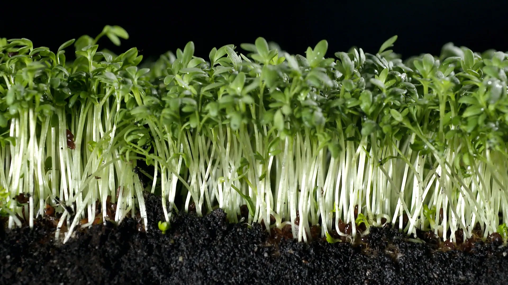 Garden Cress