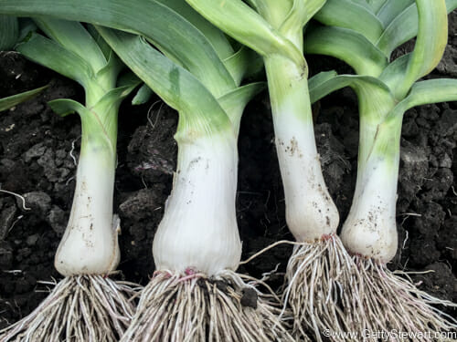 Garden Leek