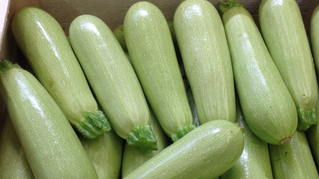 Squash_ Grey Zucchini