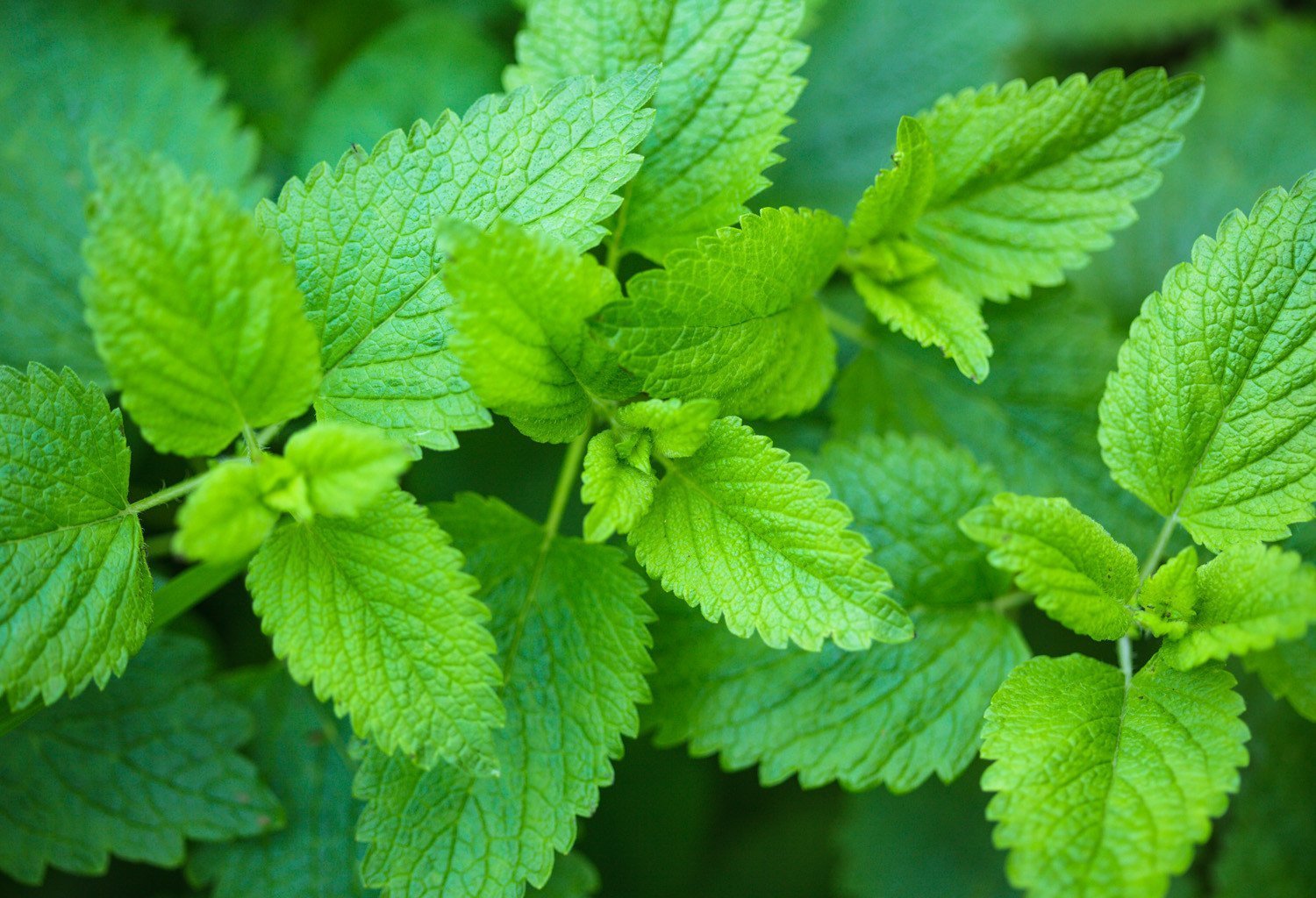 Lemon Balm