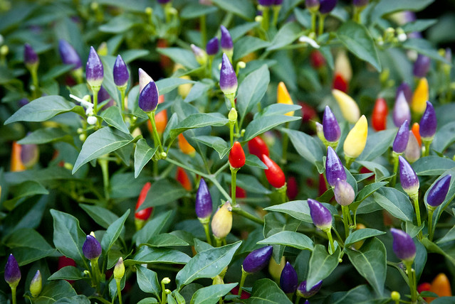 Ornamental Pepper