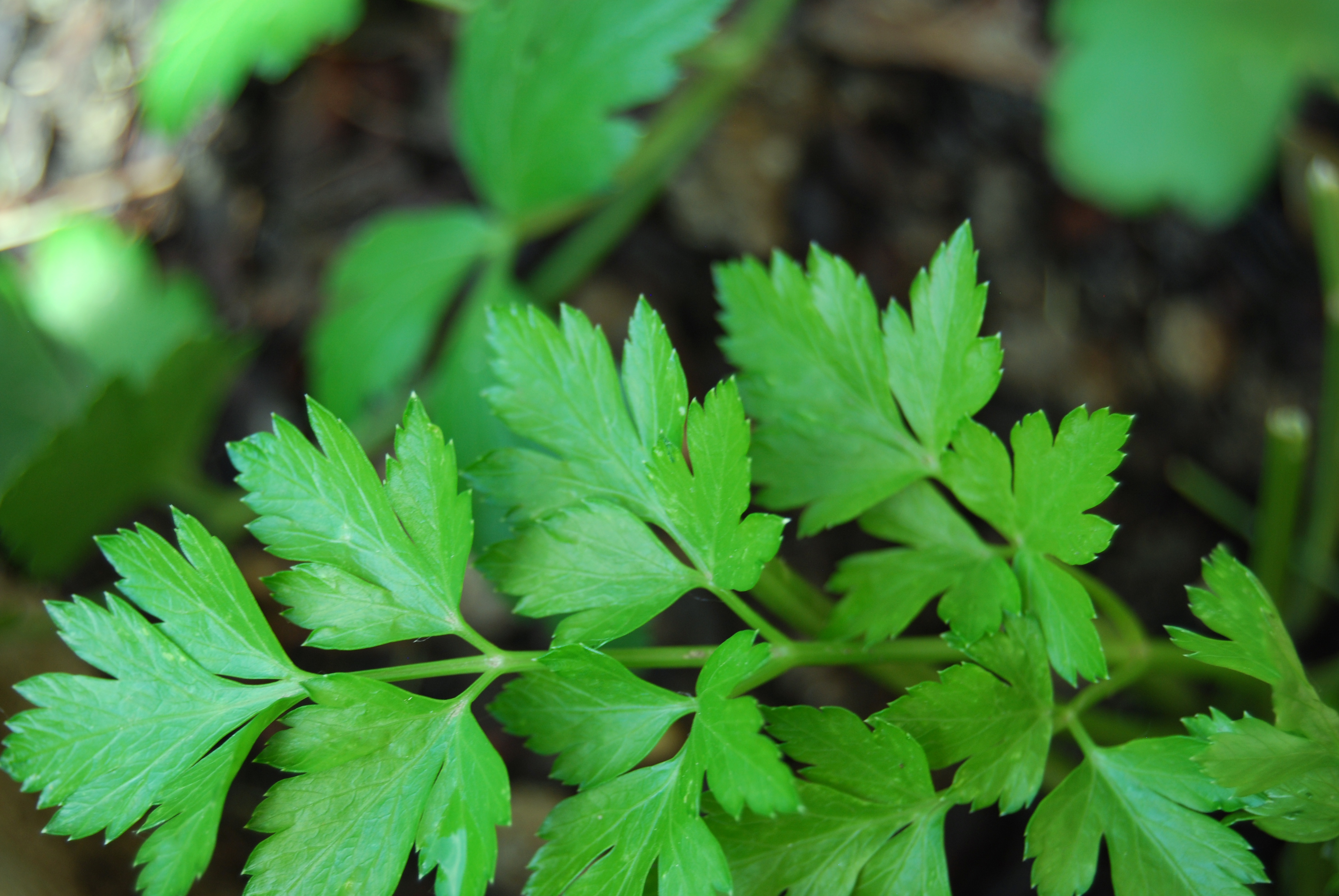 Parsley